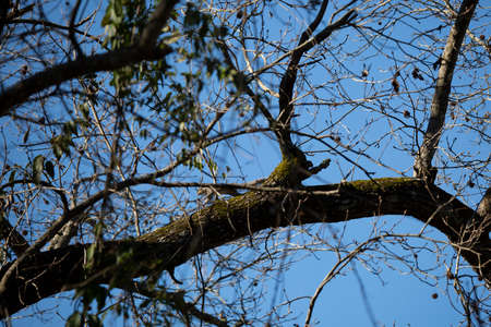 Squirrel leaping along a tree branch on a cool day