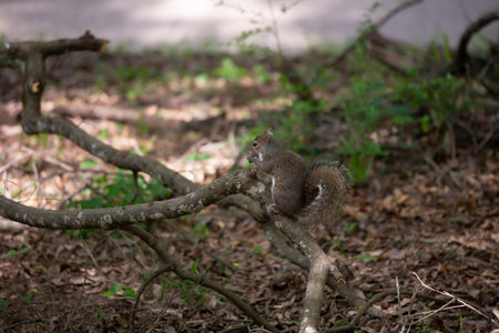 Squirrel having a snack on a fallen tree limb