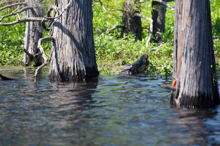 American alligator (Alligator mississippiensis) eating a fish in the shallow waters of a swampの写真素材