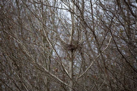 Partially finished squirrel nest in a bare tree