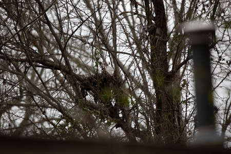 Plastic bags and garbage littering a bird nestの写真素材