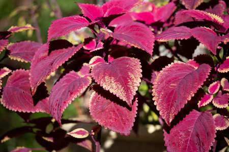 Close up of the leaves of a Coleus plant