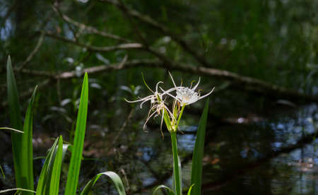 Spider lily flowers (Lycoris radiata) at the edge of a swampの写真素材