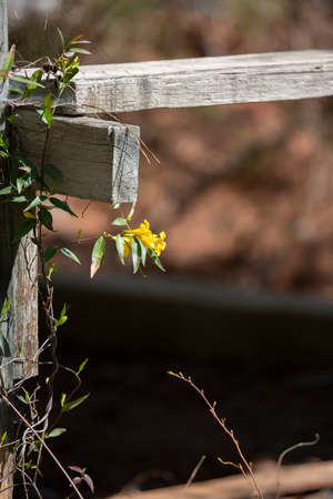 Yellow bell flowers on a vine wrapping around a wooden structureの写真素材