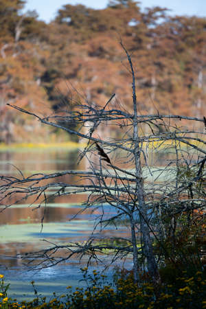 Fall foliage blocking an out of focus swampy lake and lake shoreの写真素材