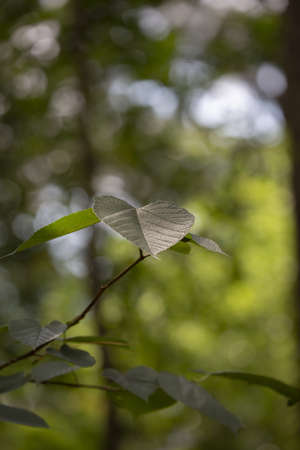 Close up of four heart-shaped green leaves, growing healthily during the summer
