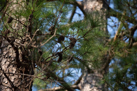Green pine needles and pinecones on a tree