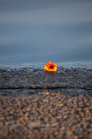 Single trumpet vine bloom (Campsis radicans) at the edge of a waterwayの写真素材