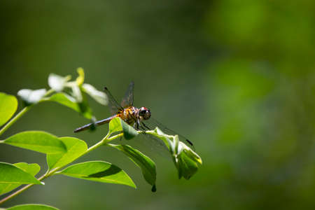 Immature male blue dasher dragonfly (Pachydiplax longipennis) on a green leaf