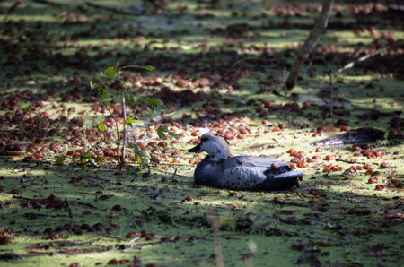 Field crickets (Gryllinae) covering a duck decoy in a swampの写真素材