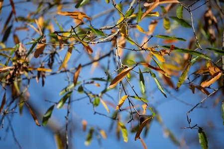 Leaves changing from green to yellow during the autumn season