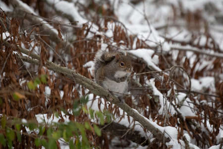 Eastern gray squirrel (Sciurus carolinensis) looking out thoughtfully from its perch on a...