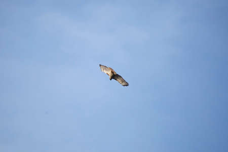 Red-tailed hawk (Buteo jamaicensis) turning in flight on a clear, blue day