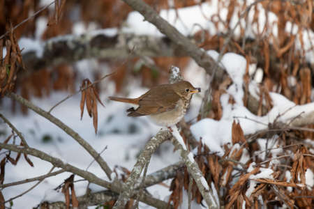 Hermit thrush (Catharus guttatus) eating a berry on a dead branch with snow in the background