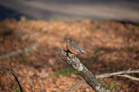 American robin () looking around curiously from its perch on a fallen tree branchの写真素材