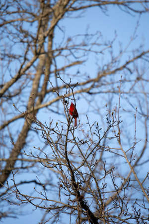 Male northern cardinal (Cardinalis cardinalis) on a tree branch