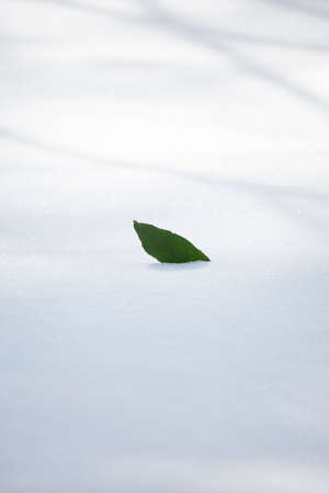 A single green leaf in bright white snow