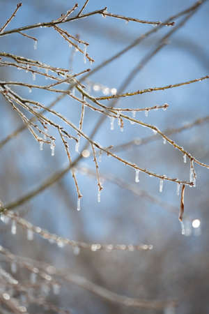 Ice covering tree limbs on a pretty, blue dayの写真素材