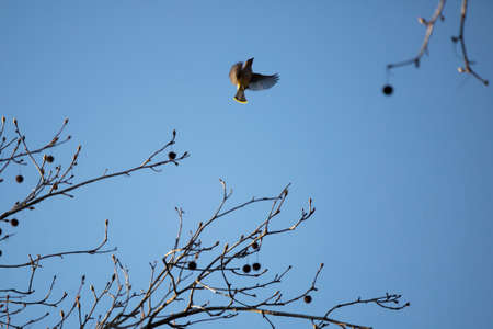 Cedar waxwing (Bombycilla cedrorum) in flight near trees