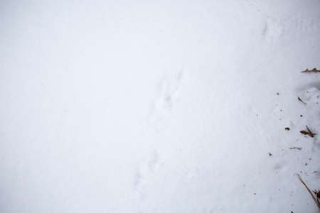 Bird tracks in showing a foraging path in winter precipitationの写真素材