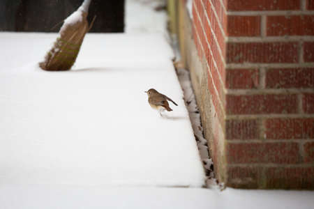 Hermit thrush (Catharus guttatus) taking flight from a snow-covered porchの写真素材