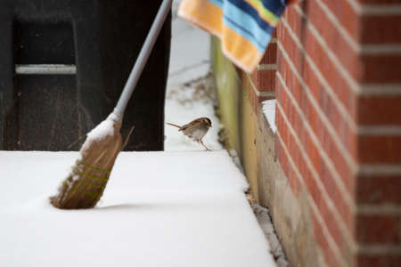 White-throated sparrow (Zonotrichia albicollis) landing on an icy porchの写真素材