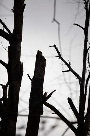 Creepy trees jutting into a gray, overcast skyの写真素材