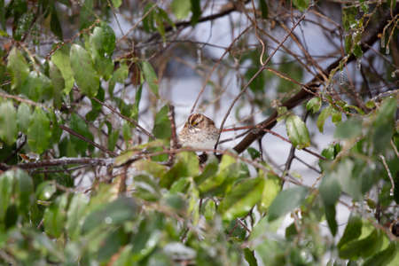 White-throated sparrow (Zonotrichia albicollis) looking around from its perch on an ice and snow-covered bush with green leavesの写真素材