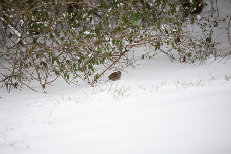 White-throated sparrow (Zonotrichia albicollis) eating a purple berry in the snowの写真素材