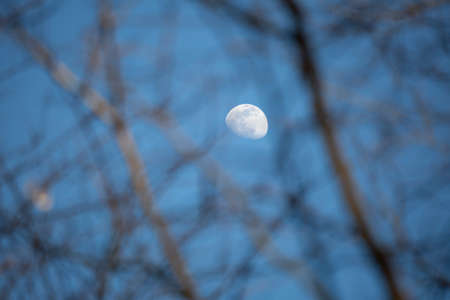 Moon visible in a dusky sky through brambleの写真素材