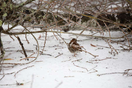White-throated sparrow (Zonotrichia albicollis) foraging on the ground near an ice-covered fallen tree limbの写真素材