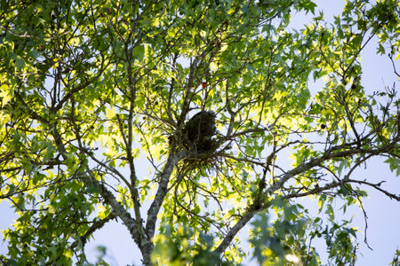 Mississippi kite (Ictinia mississippiensis) placing a stick on its nestの写真素材