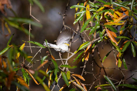 Female yellow-rumped warbler (Setophaga coronata) taking flight from a treeの写真素材