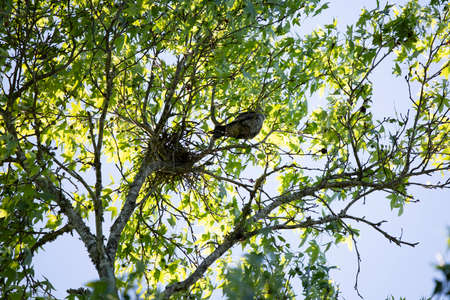 Mississippi kite (Ictinia mississippiensis) looking out from a limb near its nestの写真素材