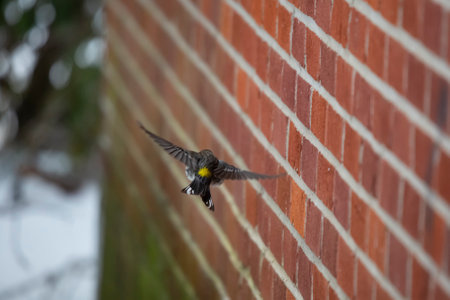 Yellow-rumped warbler (Setophaga coronata) flying past a red brick wall
