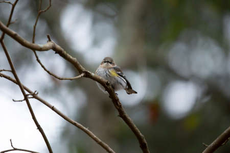 Majestic yellow-rumped warbler (Setophaga coronata) looking out from its perch on a tree