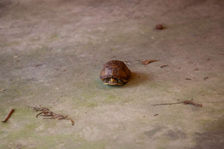 Eastern box turtle (Terrapene carolina carolina) in its shell  on cementの写真素材
