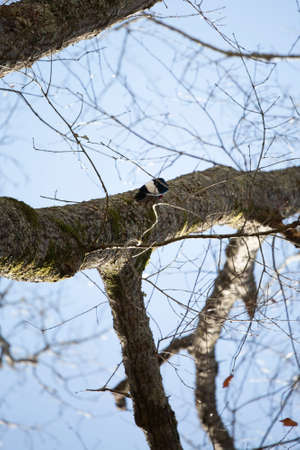 Adult redheaded woodpecker (Melanerpes erythrocephalus) foraging on a tree branchの写真素材
