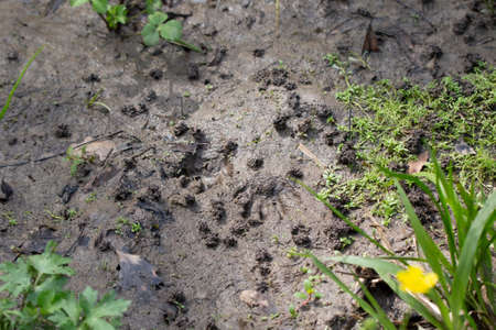 Pair of raccoon (Procyon lotor) tracks in the mudの写真素材