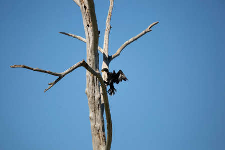 Adult double-crested cormorant (Phalacrocorax auritus) landing on a dead treeの写真素材