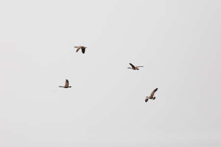 Four Canada geese (Branta canadensis) flying through a gray sky in a loose formationの写真素材