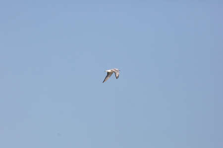 Nonbreeding adult Bonaparte's gull (Larus argentatus) flying through a blue sky