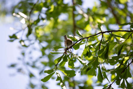 Curious Carolina chickadee (Poecile carolinensis) looking down from its perch on an oak treeの写真素材