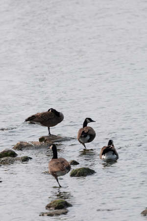 Flock of Canada geese (Branta canadensis) grooming and foraging in shallow water near rocksの写真素材