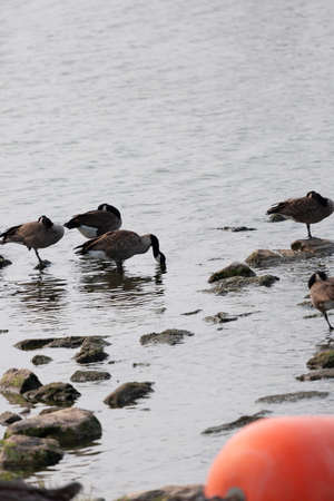 Flock of Canada geese (Branta canadensis) grooming and foraging in shallow water near rocksの写真素材
