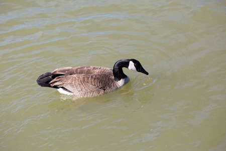 Canada goose (Branta canadensis) with water dripping from its beak as it swimsの写真素材
