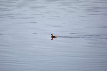 Pied-billed grebe (Podilymbus podiceps) leaving a wake behind it as it swims