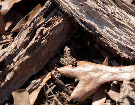 Young Blanchard's cricket frog (Acris crepitans blanchardi) between two pieces of broken limb on a...