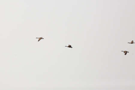 Four Canada geese (Branta canadensis) flying through a gray sky in a loose formationの写真素材