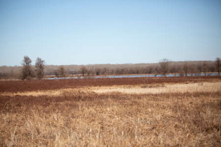 Meadow and lake with a forest in the backgroundの写真素材